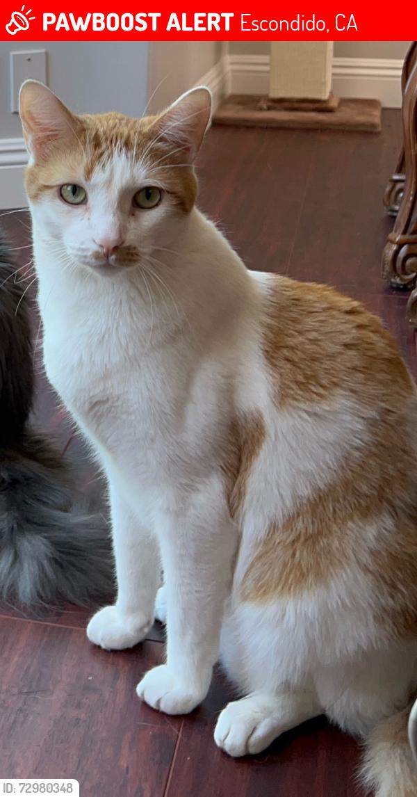 Lost Male Cat last seen Miller Ave Escondido, 92025, Escondido, CA 92025