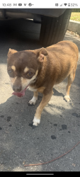 Reunited Male Dog last seen Merced and Valinda on Serenade, West Covina, CA 91790