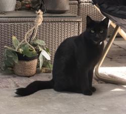 Lost Male Cat last seen Bluebell Ave/Bellaire/Cohasset/Goodland, Los Angeles, CA 91605