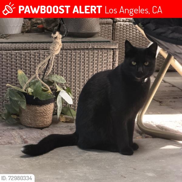 Lost Male Cat last seen Bluebell Ave/Bellaire/Cohasset/Goodland, Los Angeles, CA 91605