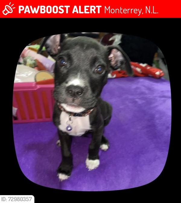 Lost Female Dog last seen entre tepeyac y josé r peña, Monterrey, N.L. 64720