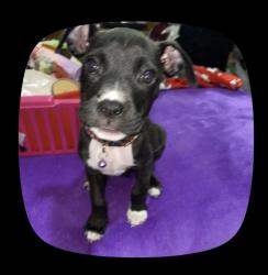 Lost Female Dog last seen entre tepeyac y josé r peña, Monterrey, N.L. 64720