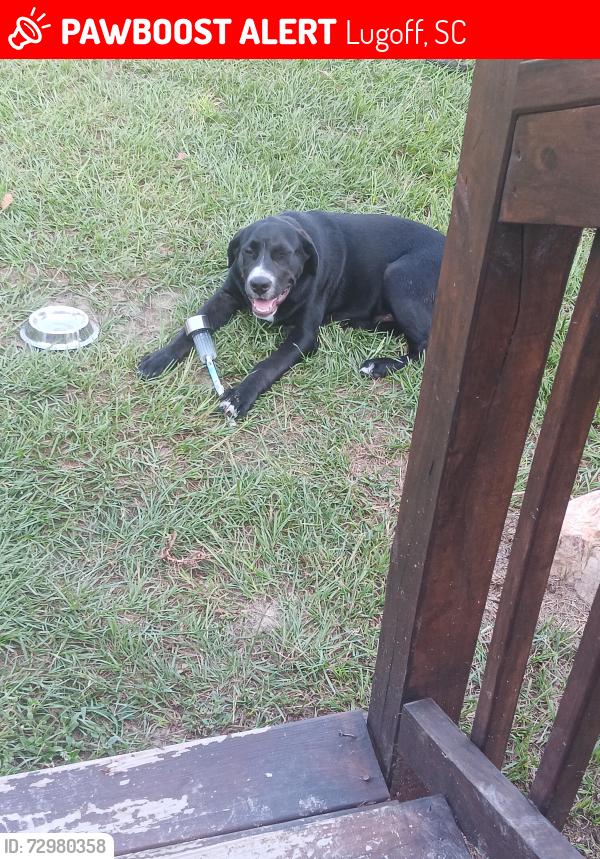 Lost Male Dog last seen Whitehead rd lugoff, Lugoff, SC 29078