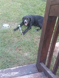 Lost Male Dog last seen Whitehead rd lugoff, Lugoff, SC 29078