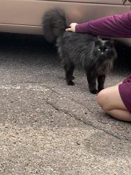 Found/Stray Male Cat last seen E12th and Wayland , Sioux Falls, SD 57103