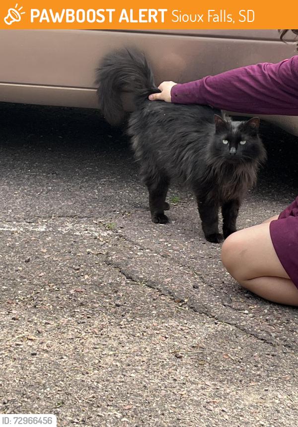 Found/Stray Male Cat last seen E12th and Wayland , Sioux Falls, SD 57103
