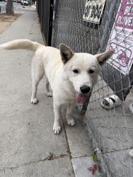 Found/Stray Male Dog last seen Near Triggs st Los Angeles CA 90040, Los Angeles, CA 90040