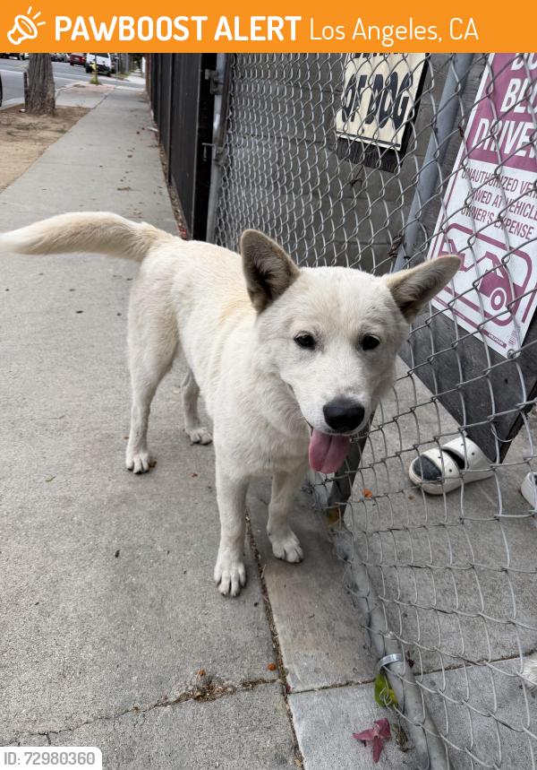 Found/Stray Male Dog last seen Near Triggs st Los Angeles CA 90040, Los Angeles, CA 90040