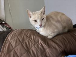 Lost Male Cat last seen Near the corner of Kenneth and oak, Orangevale, CA 95662