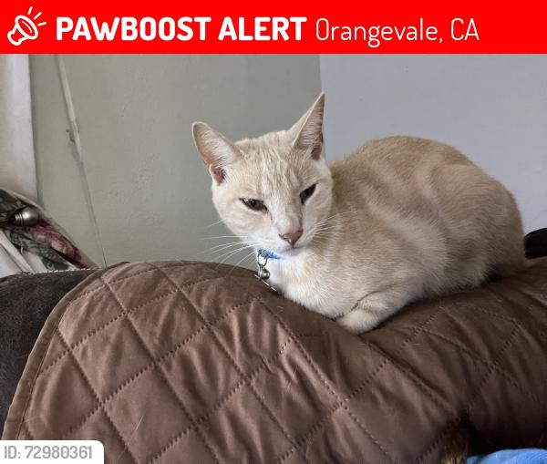 Lost Male Cat last seen Near the corner of Kenneth and oak, Orangevale, CA 95662