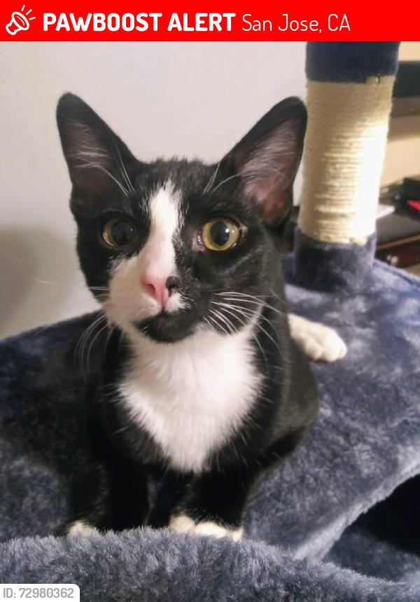 Lost Male Cat last seen Royal circle , San Jose, CA 95136