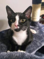 Lost Male Cat last seen Royal circle , San Jose, CA 95136