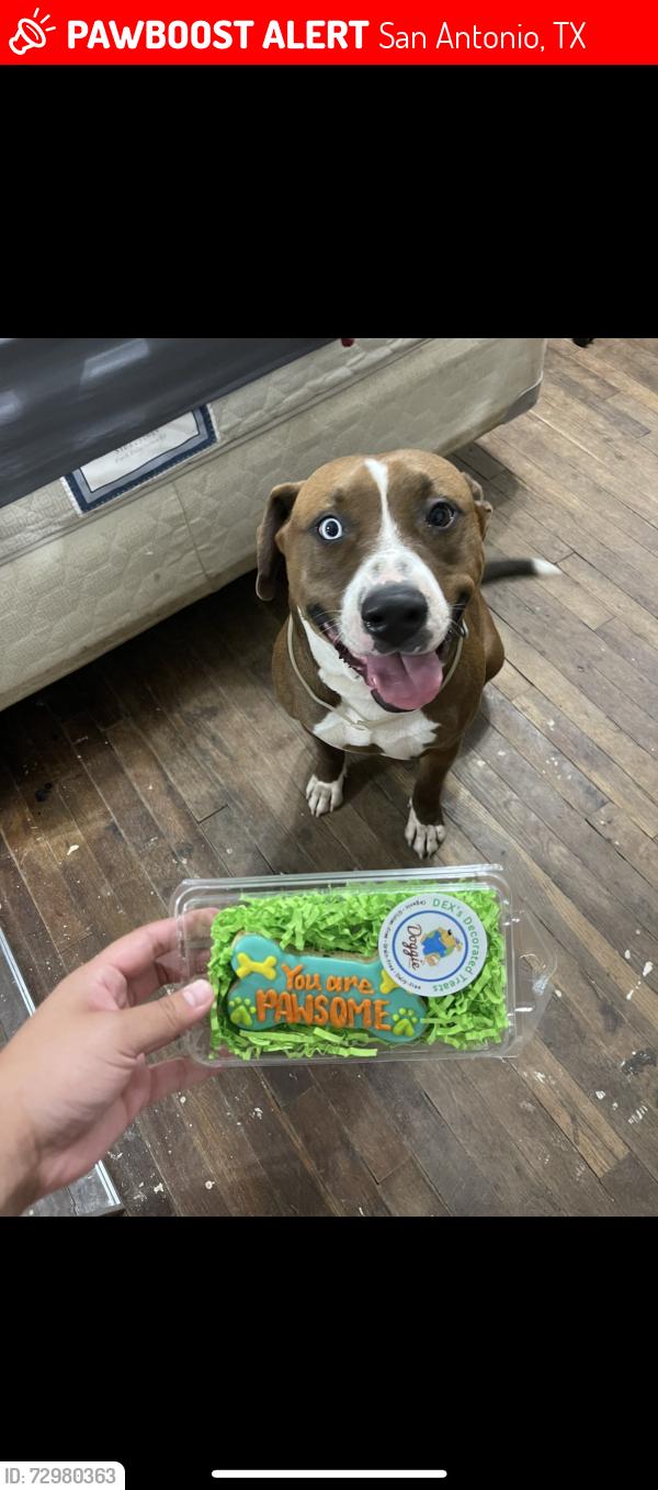 Lost Male Dog last seen Gladstone , San Antonio, TX 78225