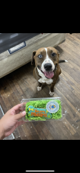 Lost Male Dog last seen Gladstone , San Antonio, TX 78225
