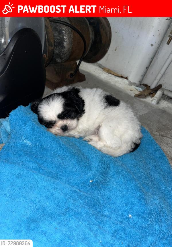 Lost Female Dog last seen Between 84th st and 22 ave , Miami, FL 33147