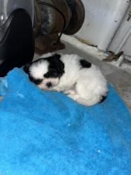 Lost Female Dog last seen Between 84th st and 22 ave , Miami, FL 33147