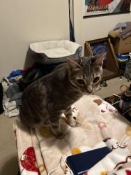 Reunited Male Cat last seen E. Empire and N. 16th St. , San Jose, CA 95112