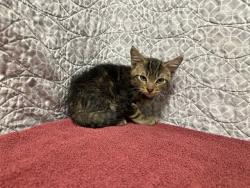 Shelter Stray Male Cat last seen , 38550 Sierra Hwy, Palmdale, CA 93550, USA