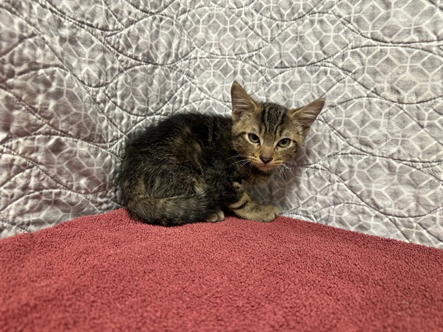 Shelter Stray Male Cat last seen , 38550 Sierra Hwy, Palmdale, CA 93550, USA