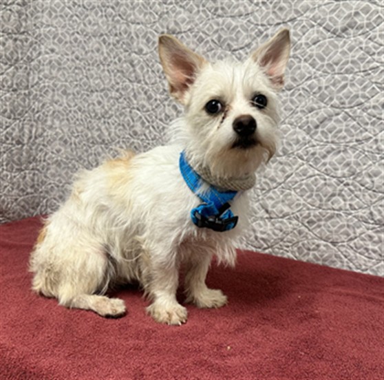 Shelter Stray Male Dog last seen , 38550 Sierra Hwy, Palmdale, CA 93550, USA