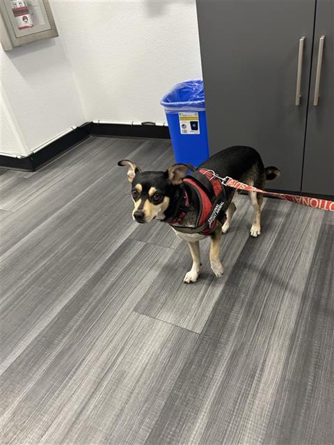 Shelter Stray Male Dog last seen Near BLOCK W SHAW AVE, FRESNO CA 93711 3408, 5277 E Airways Blvd, Fresno, CA 93727, USA