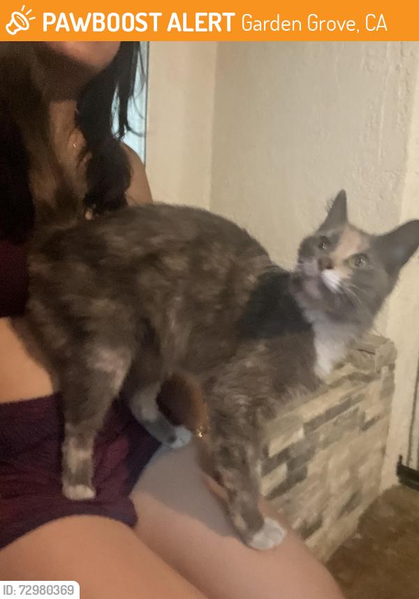 Found/Stray Unknown Cat last seen Trask and Garden Grove, Garden Grove, CA 92843