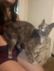 Found/Stray Unknown Cat last seen Trask and Garden Grove, Garden Grove, CA 92843