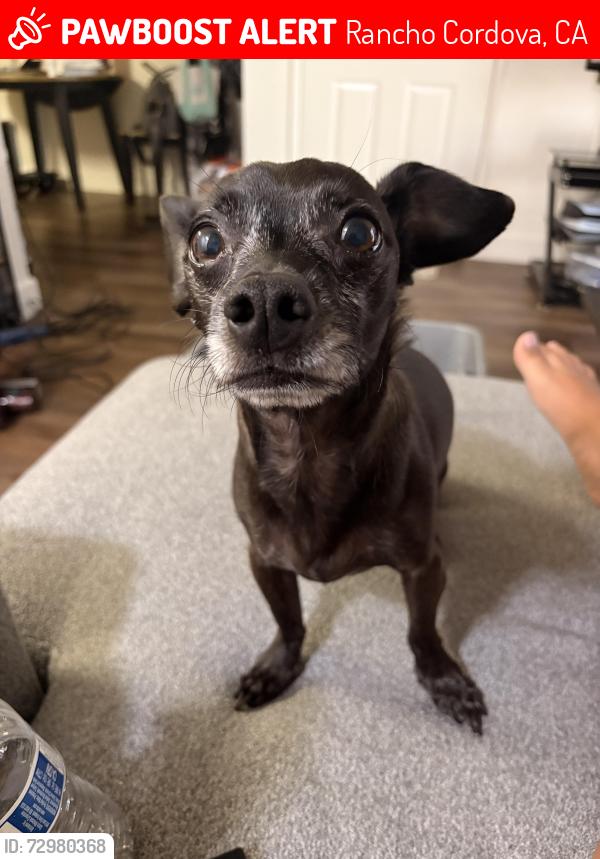 Lost Male Dog last seen International & data drive - near Kaiser & Veterans hosp, Rancho Cordova, CA 95670