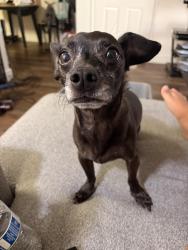 Lost Male Dog last seen International & data drive - near Kaiser & Veterans hosp, Rancho Cordova, CA 95670