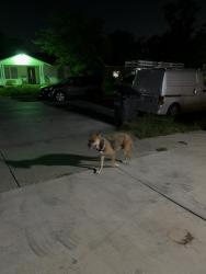 Found/Stray Female Dog last seen by hunt lane, San Antonio, TX 78245