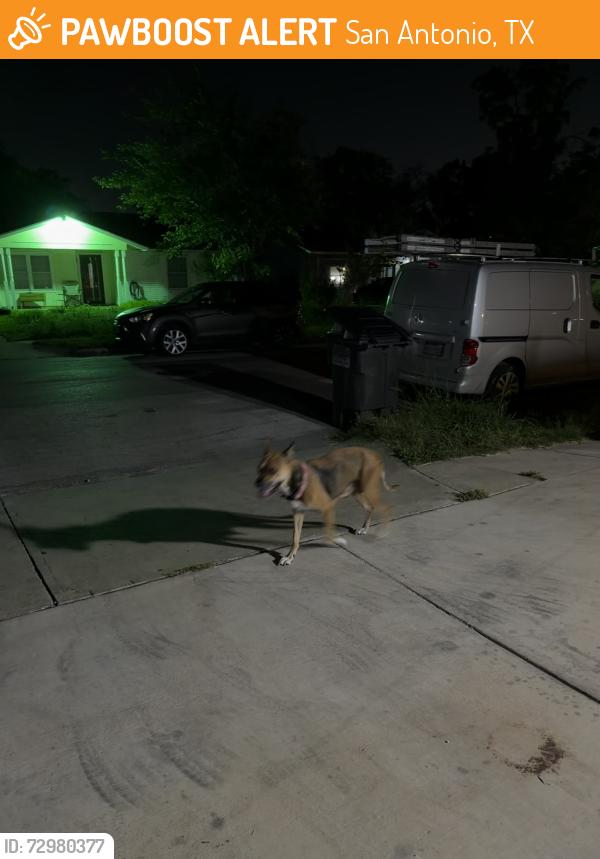 Found/Stray Female Dog last seen by hunt lane, San Antonio, TX 78245