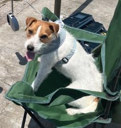 Reunited Female Dog last seen Mission Del Lago San Antonio, San Antonio, TX 78221