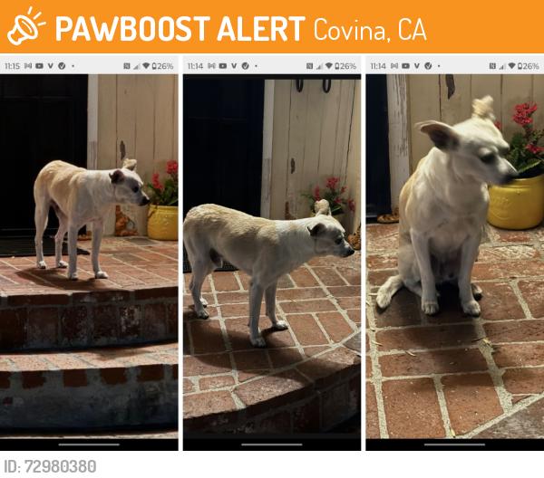 Found/Stray Male Dog last seen Devanah St. near Lark Ellen Ave. , Covina, CA 91723