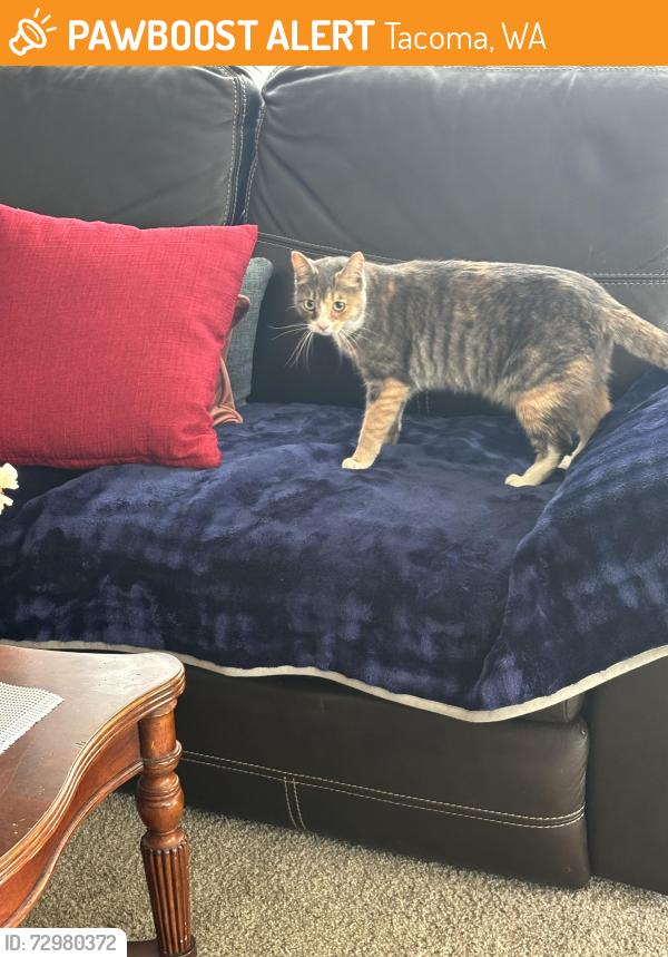 Found/Stray Female Cat last seen 12th Street with Monroe - North Tacoma , Tacoma, WA 98406