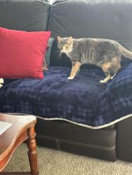 Found/Stray Female Cat last seen 12th Street with Monroe - North Tacoma , Tacoma, WA 98406