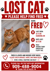 Lost Male Cat last seen Near Harding dr, Redlands CA, Redlands, CA 92373