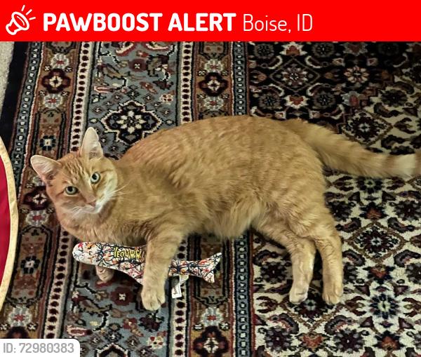 Lost Female Cat last seen Braemere Rd and Curling, Boise, ID 83702