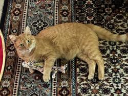 Lost Female Cat last seen Braemere Rd and Curling, Boise, ID 83702