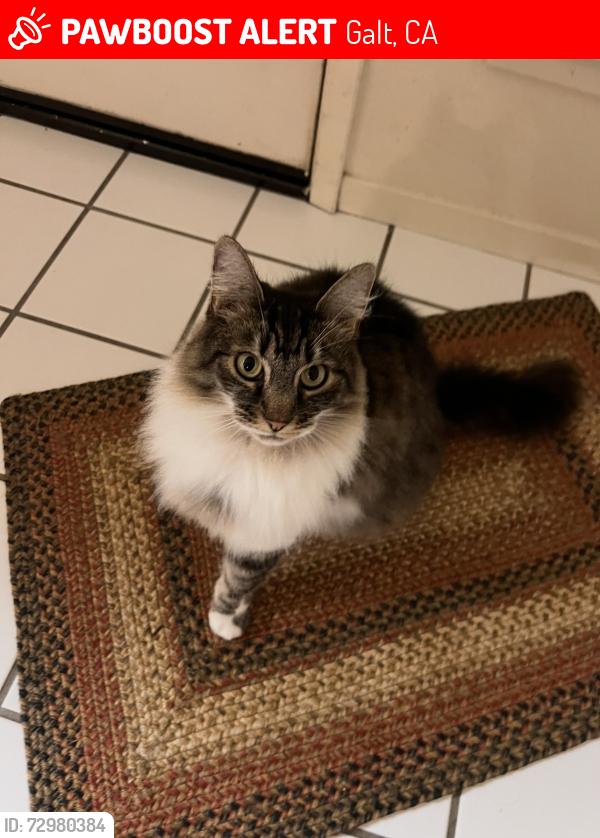 Lost Female Cat last seen Cedar Canyon and Lake Canyon, Galt, CA 95632