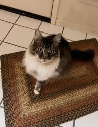 Lost Female Cat last seen Cedar Canyon and Lake Canyon, Galt, CA 95632