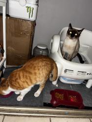 Reunited Male Cat last seen Lindell , Twain , Las Vegas, NV 89103