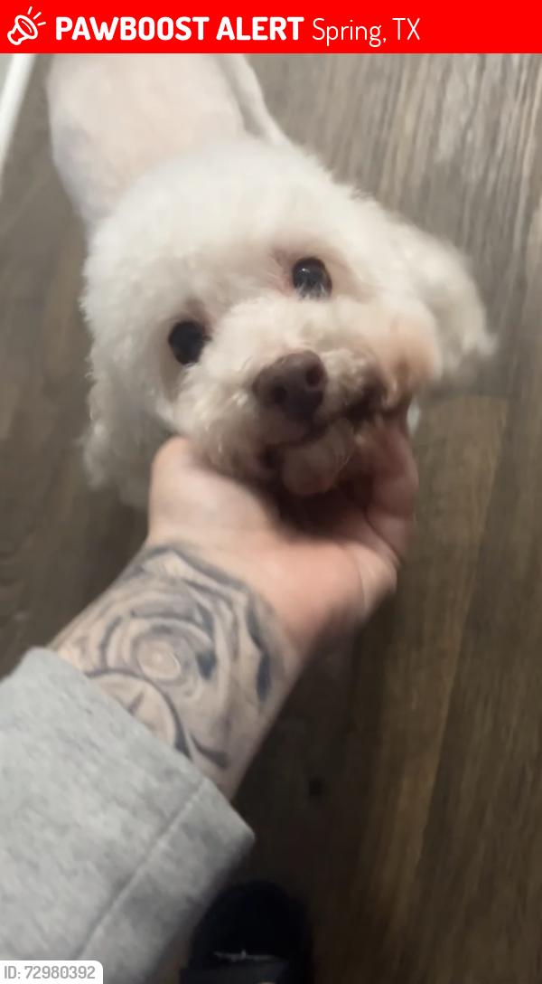 Lost Male Dog last seen Near Fm 2920, Spring, TX 77388