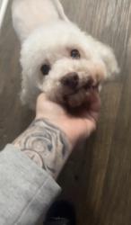 Lost Male Dog last seen Near Fm 2920, Spring, TX 77388