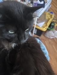 Lost Male Cat last seen Orange Street, Redlands, CA 92374