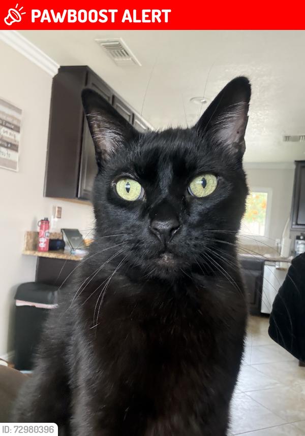 Lost Male Cat last seen baseline and carnelian, Rancho Cucamonga, CA 91701