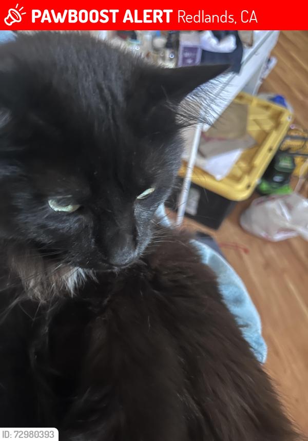 Lost Male Cat last seen Orange Street, Redlands, CA 92374