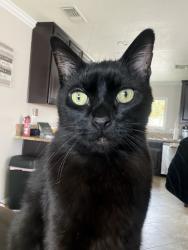 Lost Male Cat last seen baseline and carnelian, Rancho Cucamonga, CA 91701