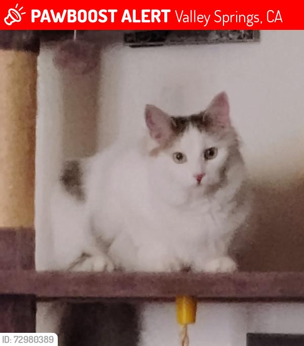 Lost Female Cat last seen Owens Way near Kirby and Jenny Lind, Valley Springs, CA 95252