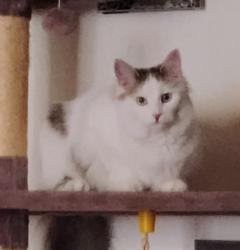 Lost Female Cat last seen Owens Way near Kirby and Jenny Lind, Valley Springs, CA 95252