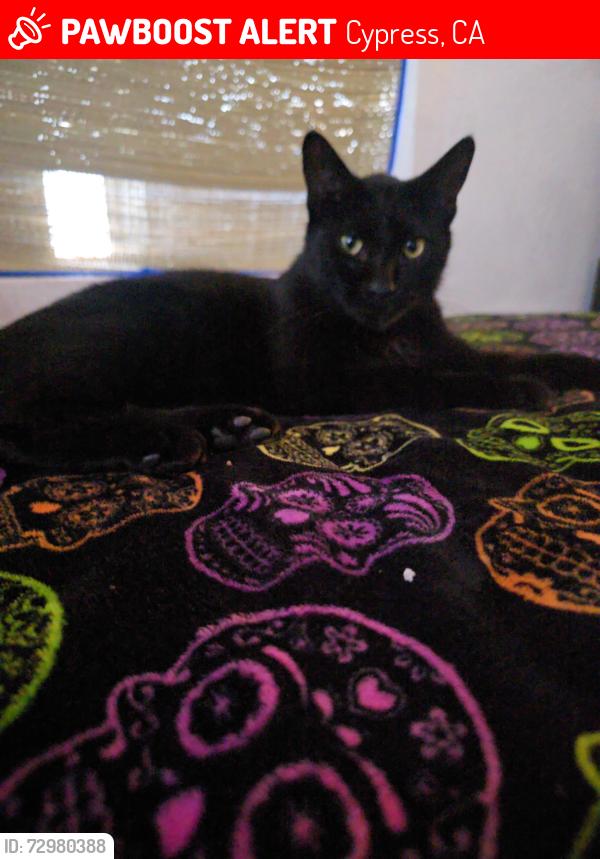 Lost Male Cat last seen  Calle Merten, calle grace,calle belmont and  cementerio forest lawn, Cypress, CA 90630